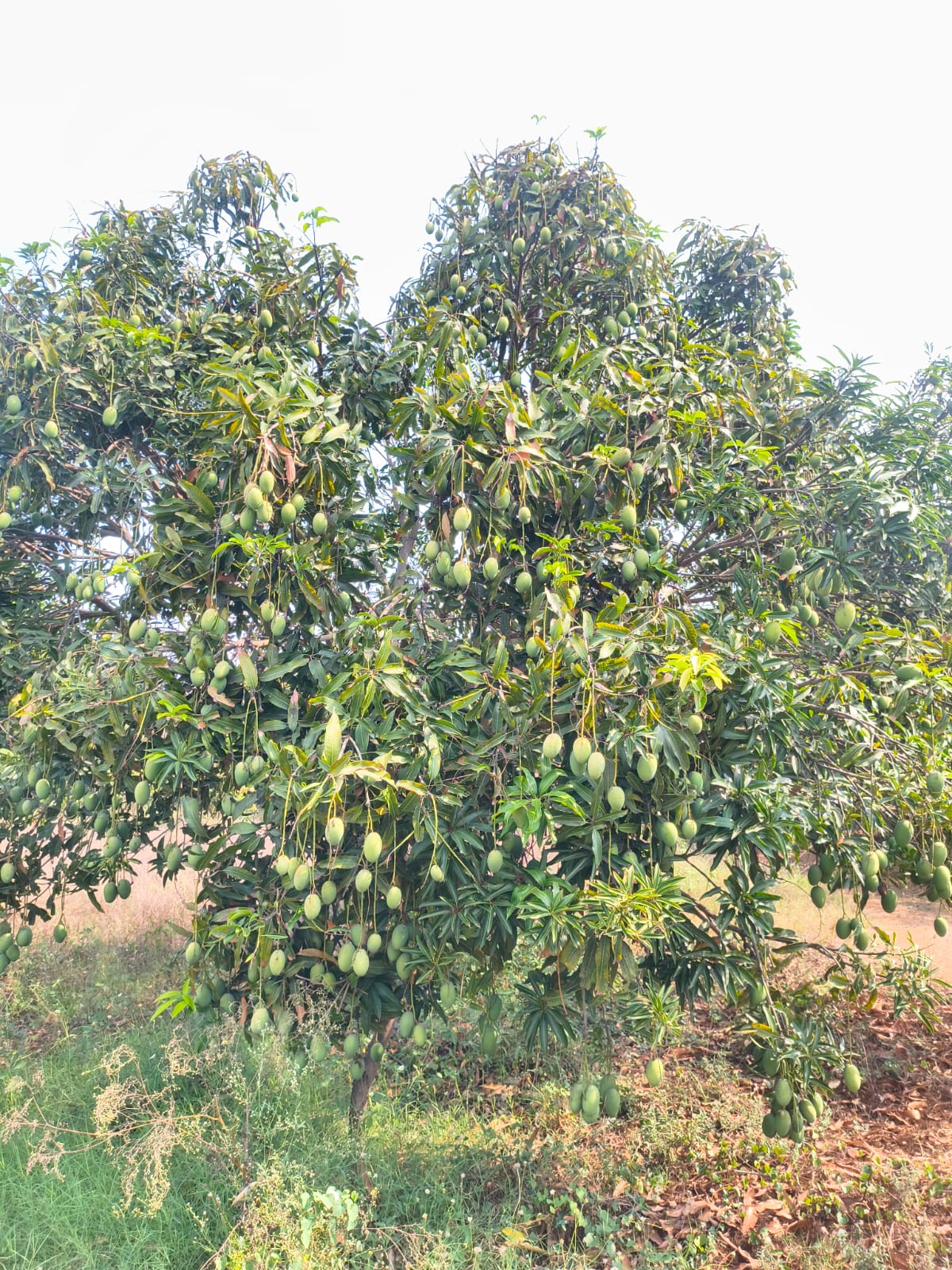 WhatsApp Image 2026 05 03 at 02.51.04 (3) – The Mango Farm, Jangaon Telangana